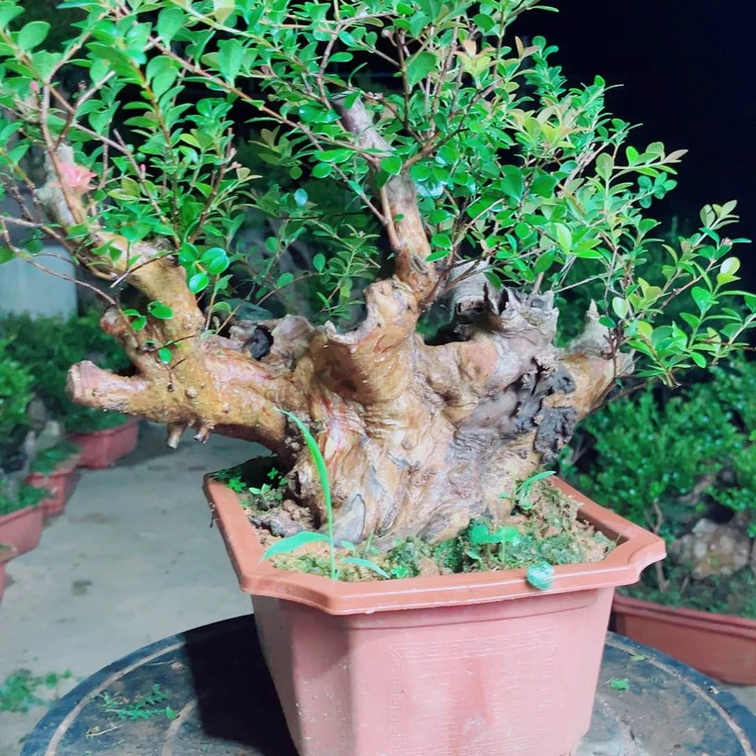 赤楠赤楠赤楠赤楠赤楠