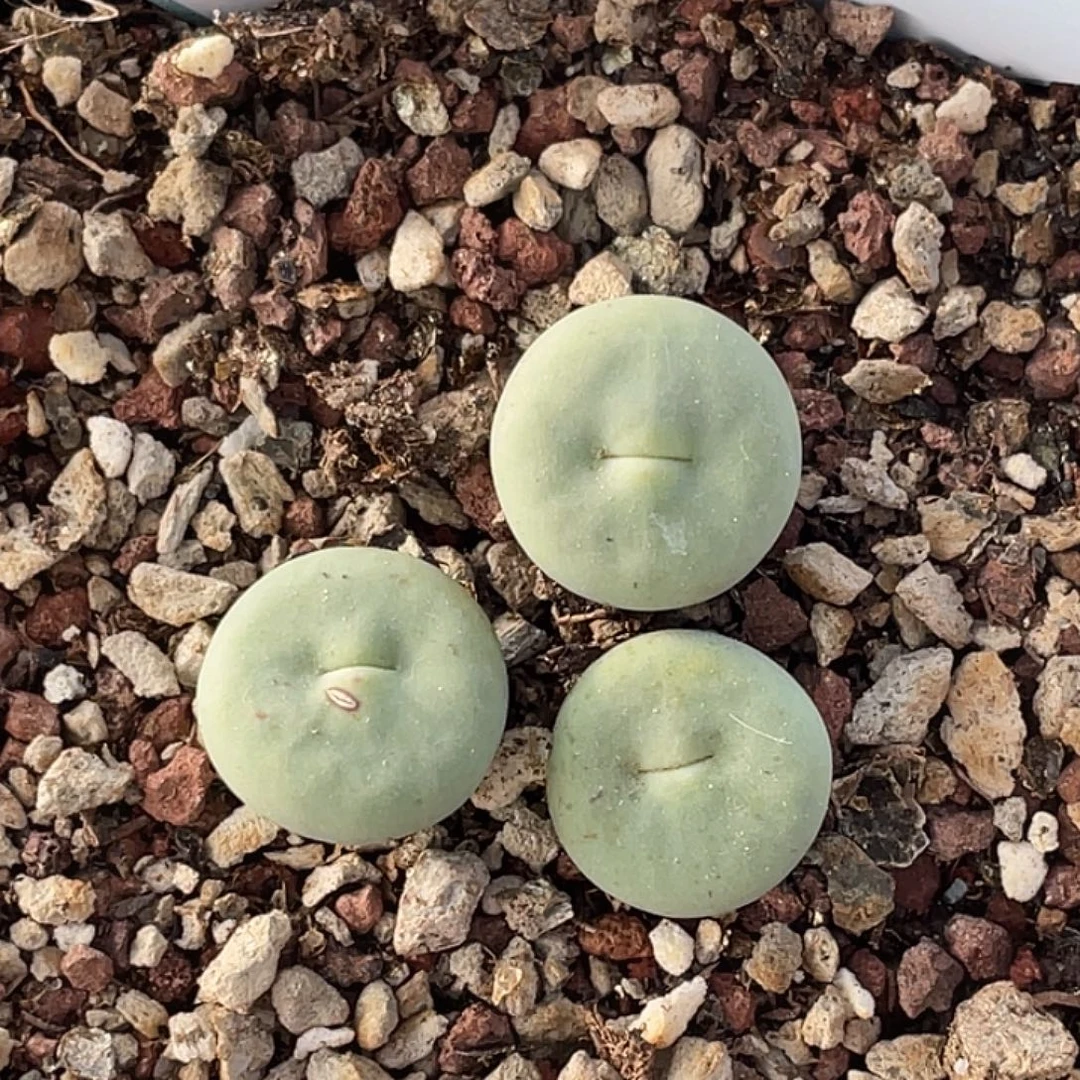 6-77嘴多肉植物肉锥