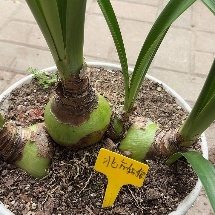 无花朵朱顶红北方姑娘三个开花球两个小侧