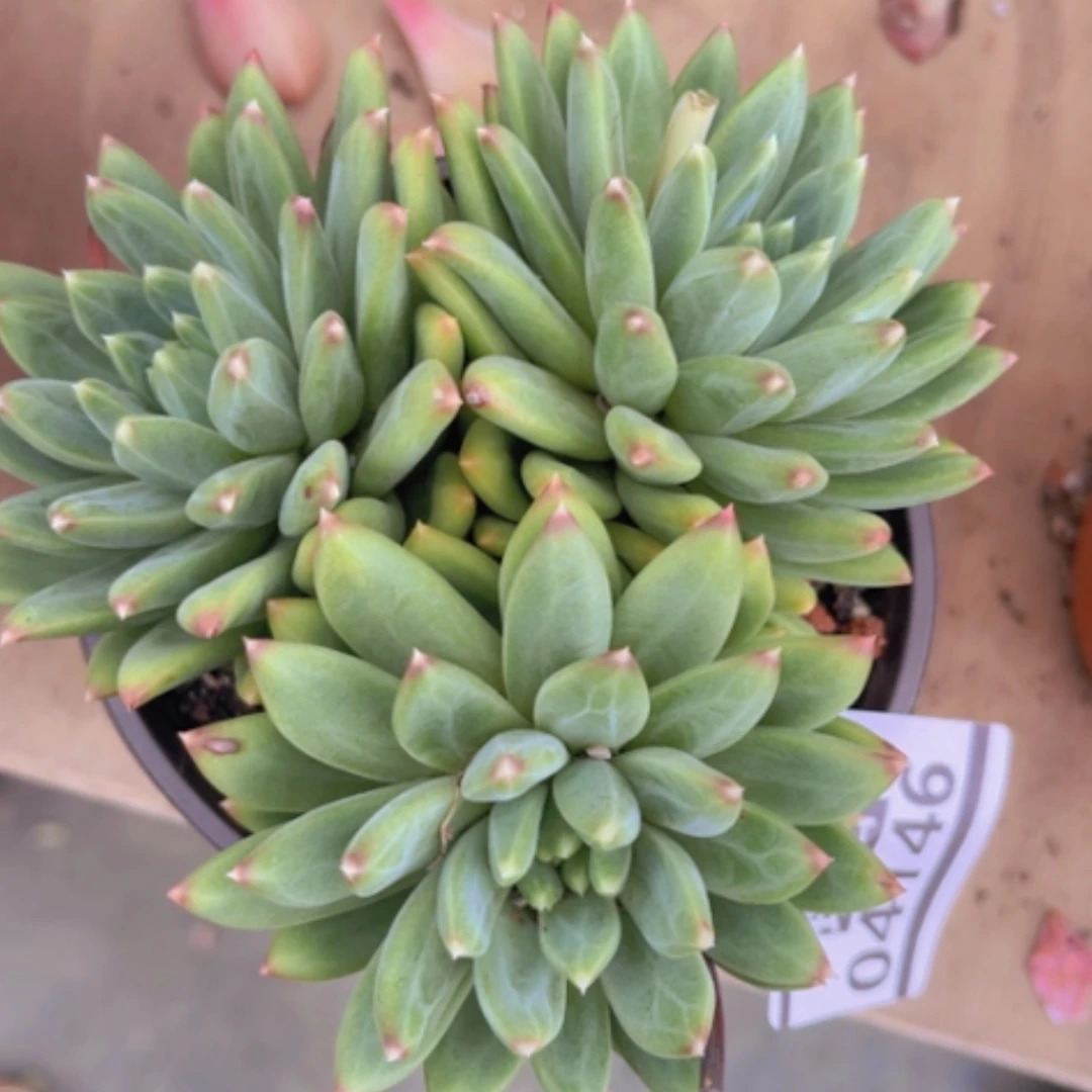 【闪购商品】惠兰04146