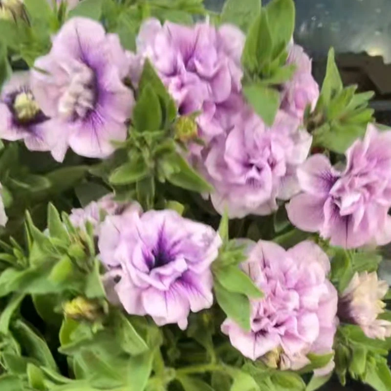 重瓣矮牵牛苏糖紫罗兰带花带花苞