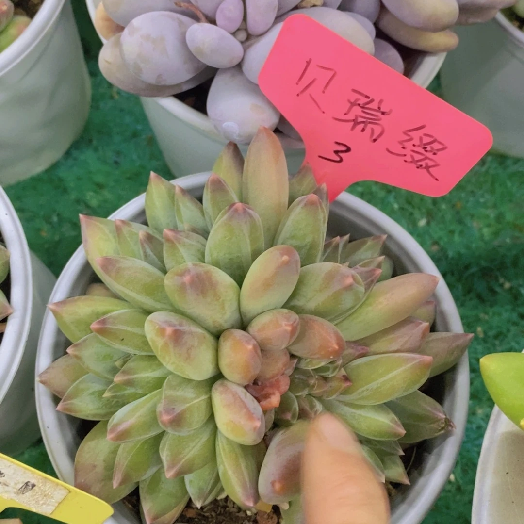 开心多肉，专场4开始了，5给1