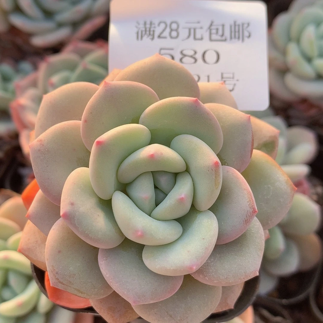 【闪购商品】云580号