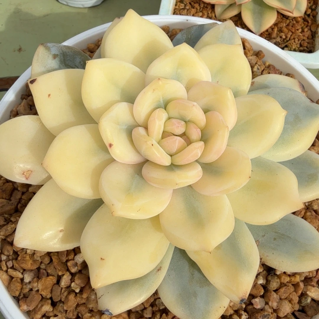 星影宽锦锦上园艺一物一拍