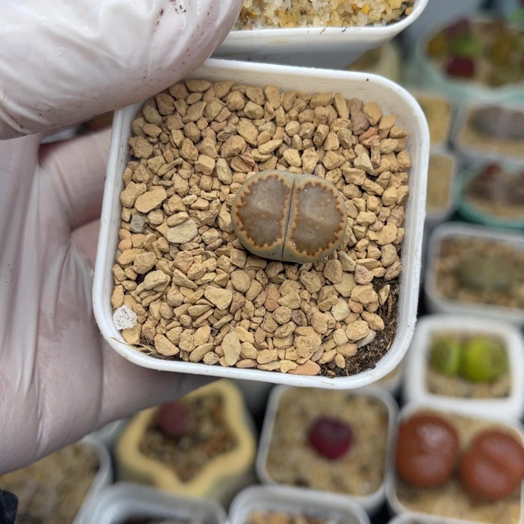 多肉植物一物一拍25