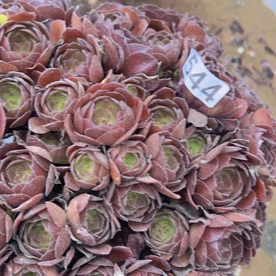 随***雪多肉植物一个黑魔