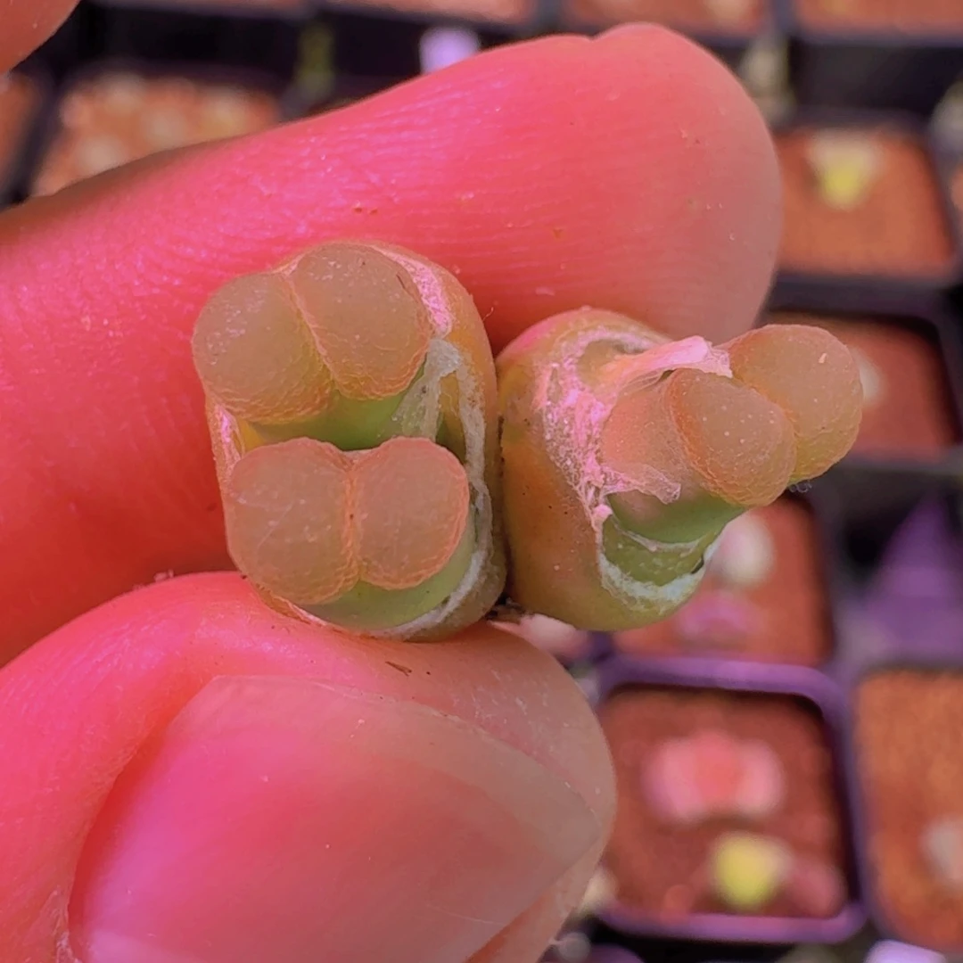 林*琦云缦新年特惠4.60