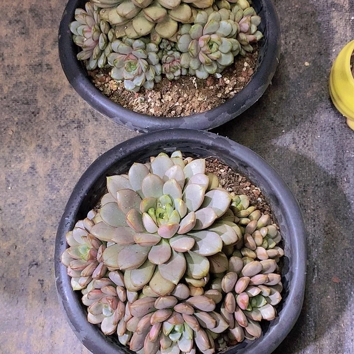 邓***࿐葡萄多肉植物老桩
