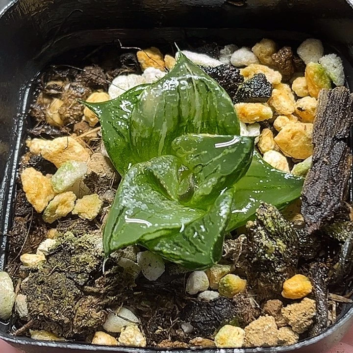 463芭提雅PINKY锦