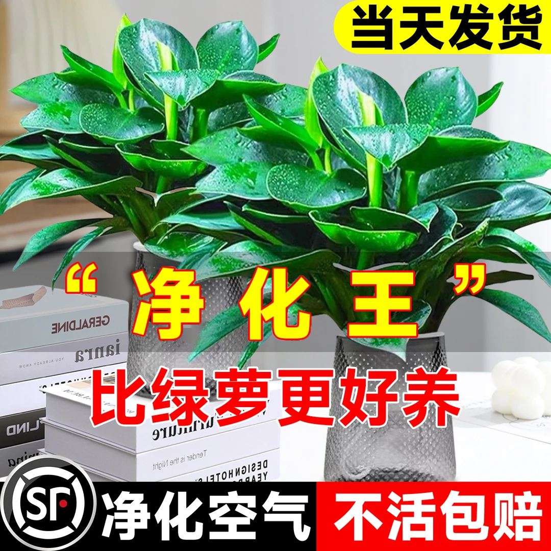 大叶金钻绿公主盆栽带花苞客厅水培绿植物室内好养净化空气除甲醛