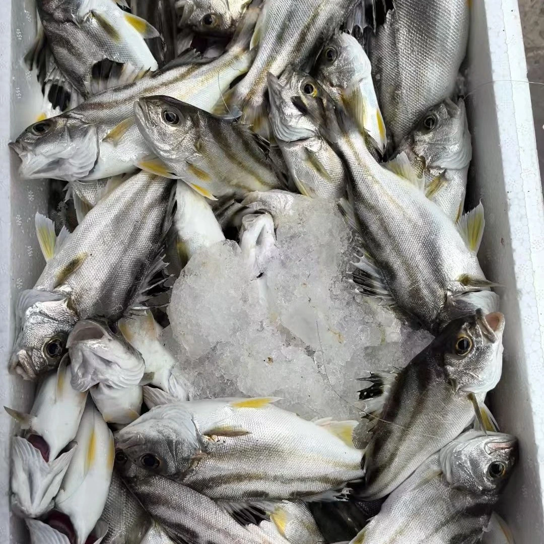 野生三线鱼新鲜美味来自外罗渔港