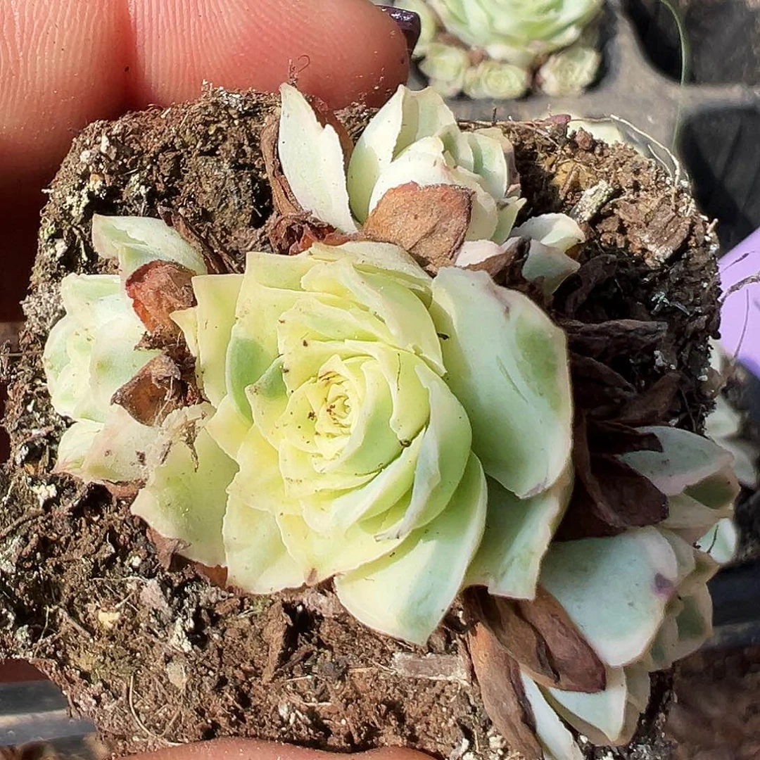 山地玫瑰锦秋夕10月14日143号