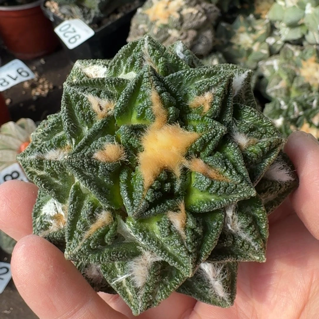 【闪购商品】萝卜根螺旋辛顿921