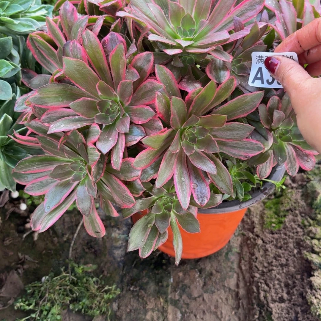 358多肉植物捧花的时候