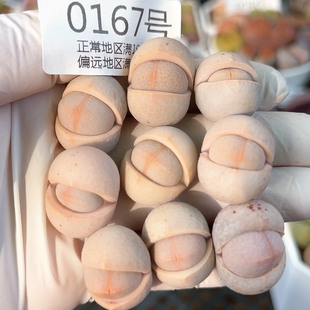 0167四年粉色高尔夫9颗2cm+