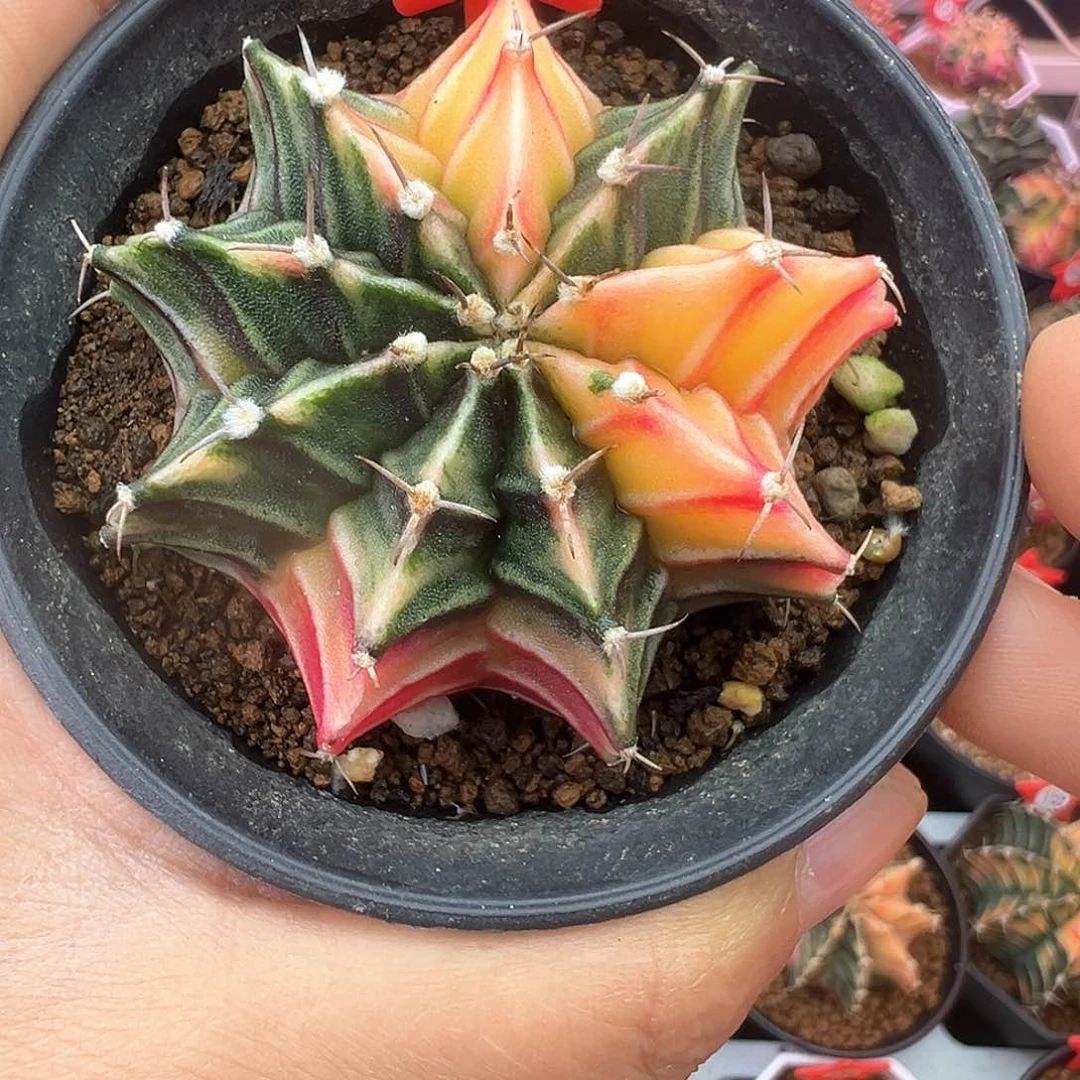 舍*59-肋骨锦带盆土发货