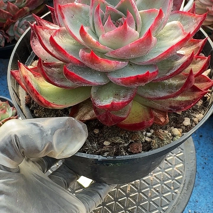 惊鸿惊鸿惊鸿 777............