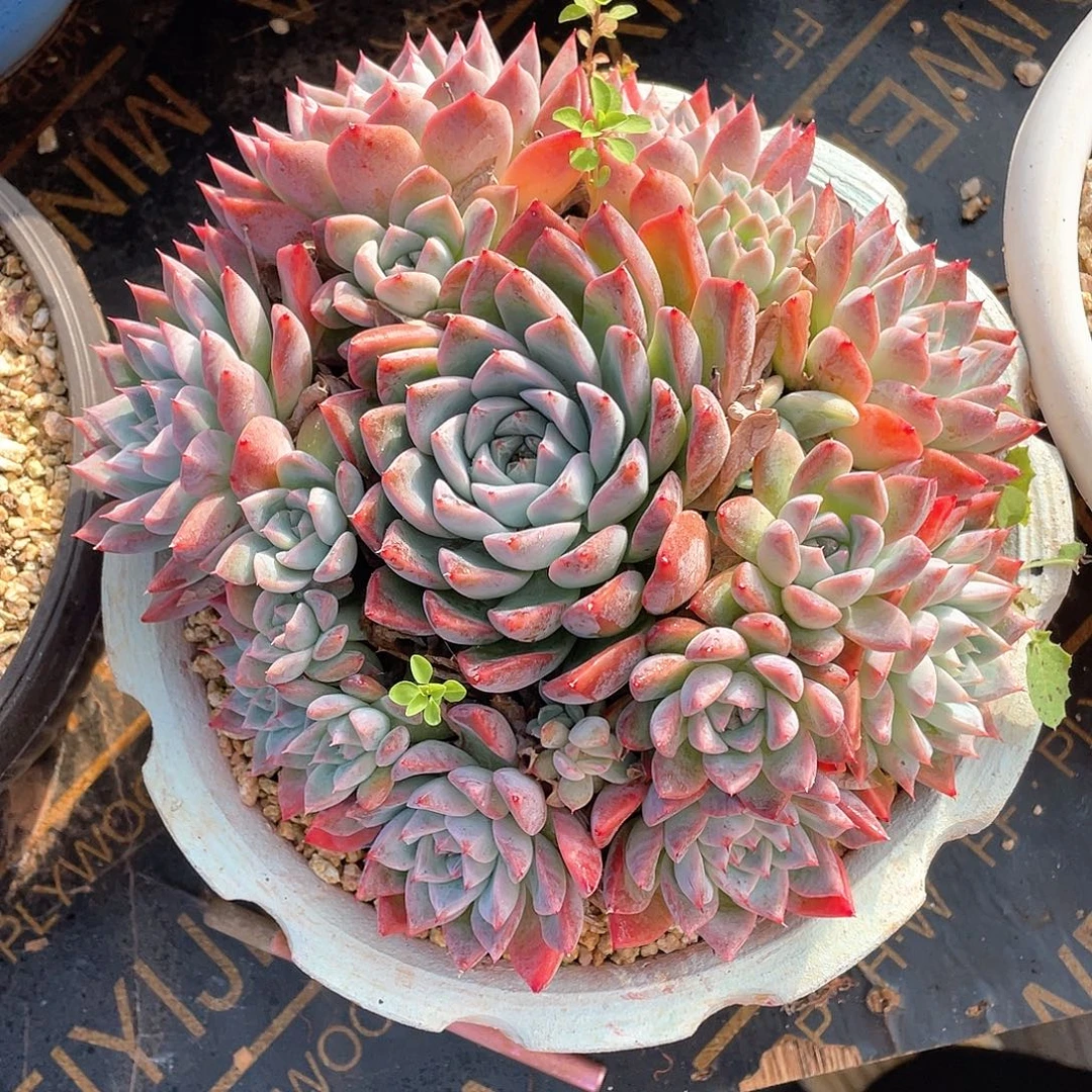 多肉植物一物一拍