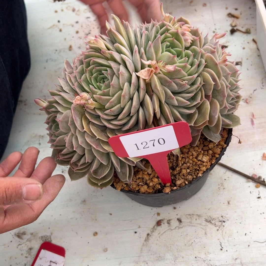 暖*1270肉多哦哟多么多哦多哦