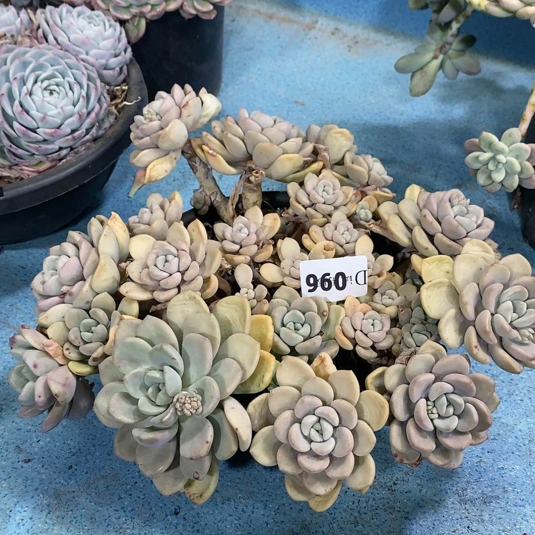 z*f096白鹭多肉植物