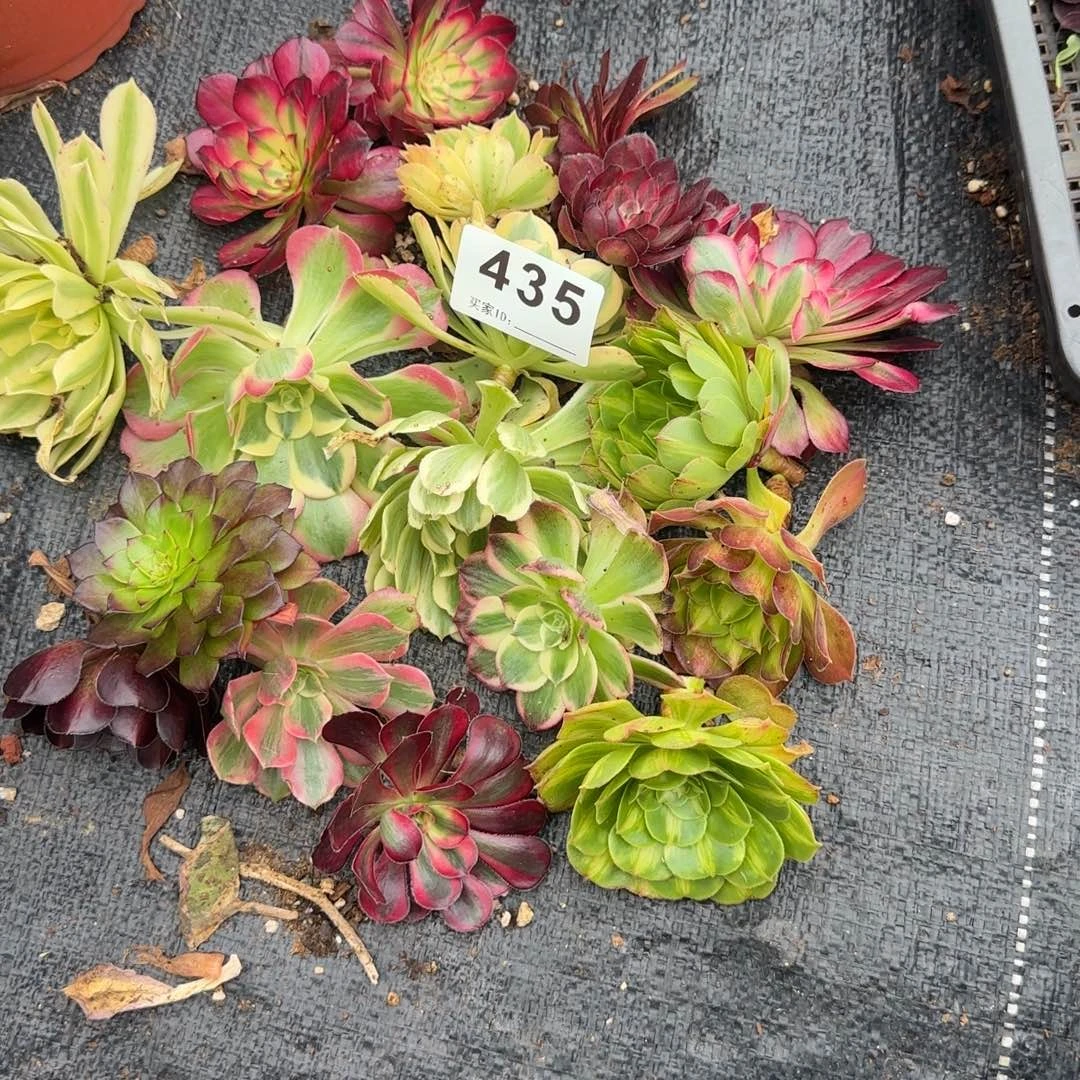 岁***好16个砍头苗多肉植物435