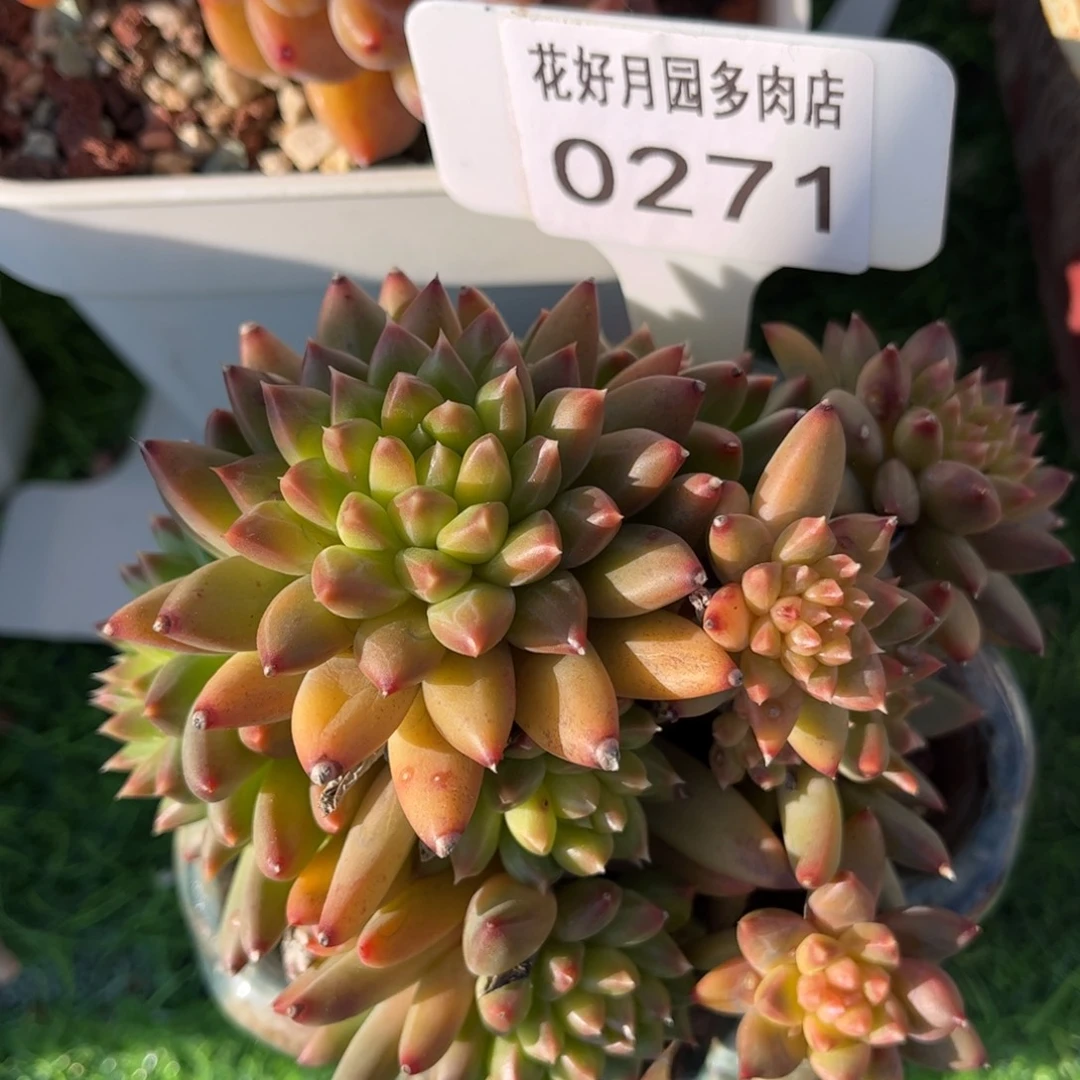 多肉植物0271不带盆