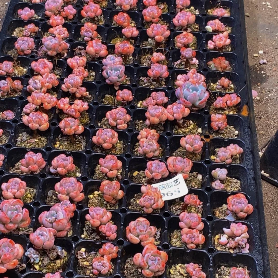965多肉植物保护研究所两个月