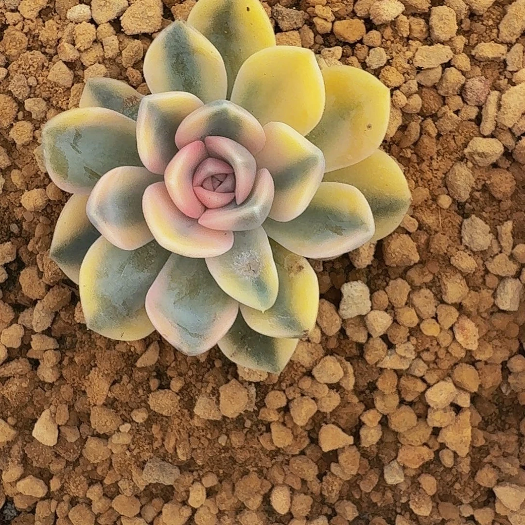 汉堡锦 单头 一物一拍