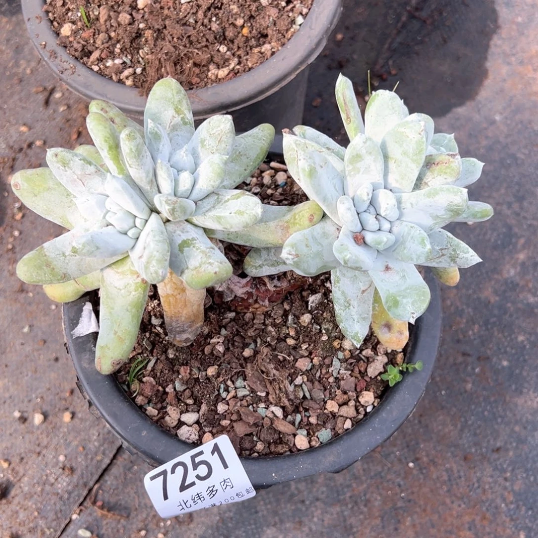 7251哈哈哈哈哈哈哈哈