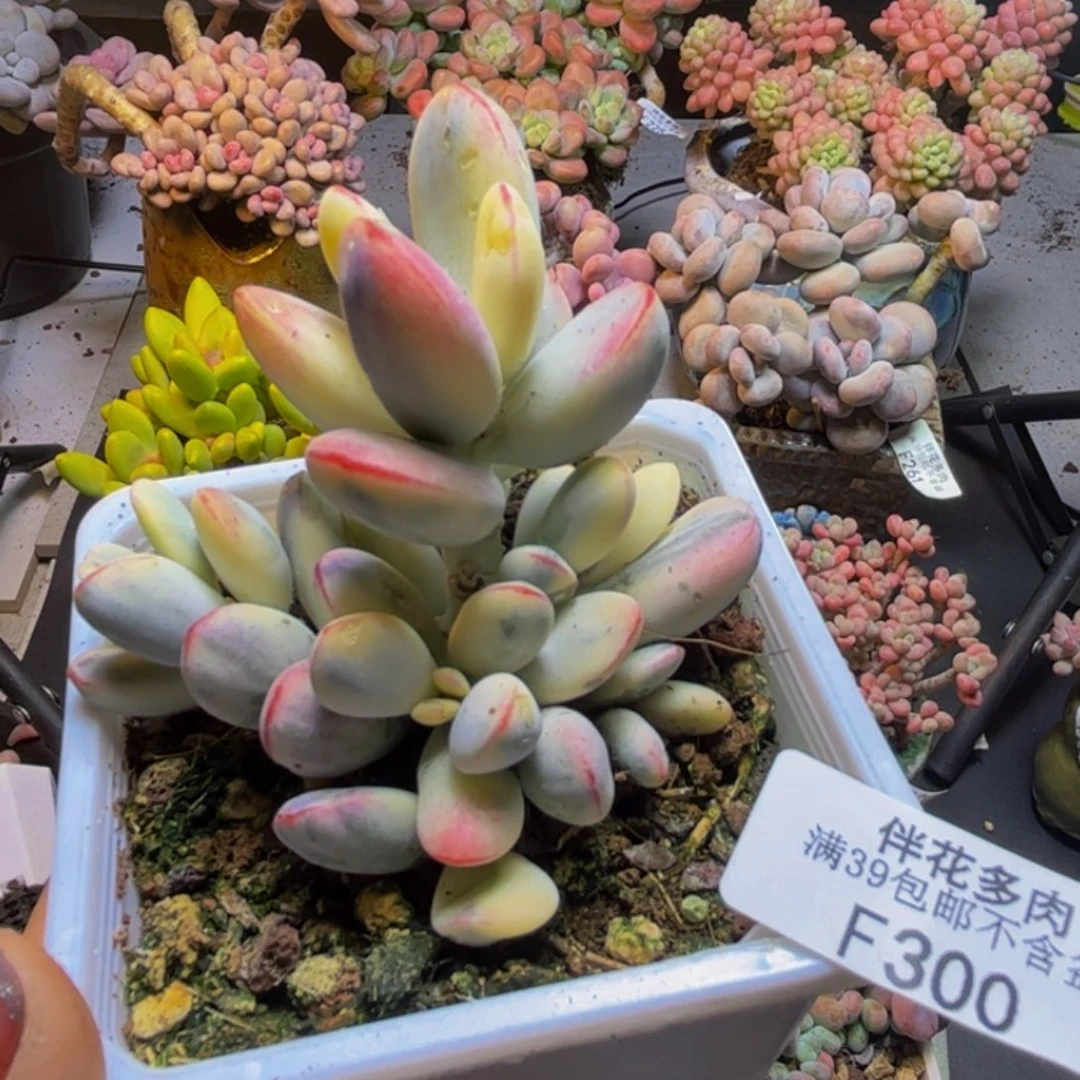 福娘锦300/6cm多肉