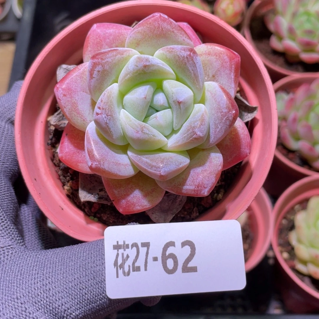 花利美27-62冰玉