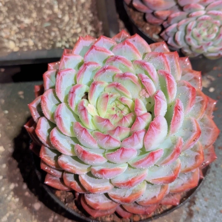 于*生母本巨无霸大红鸾一颗