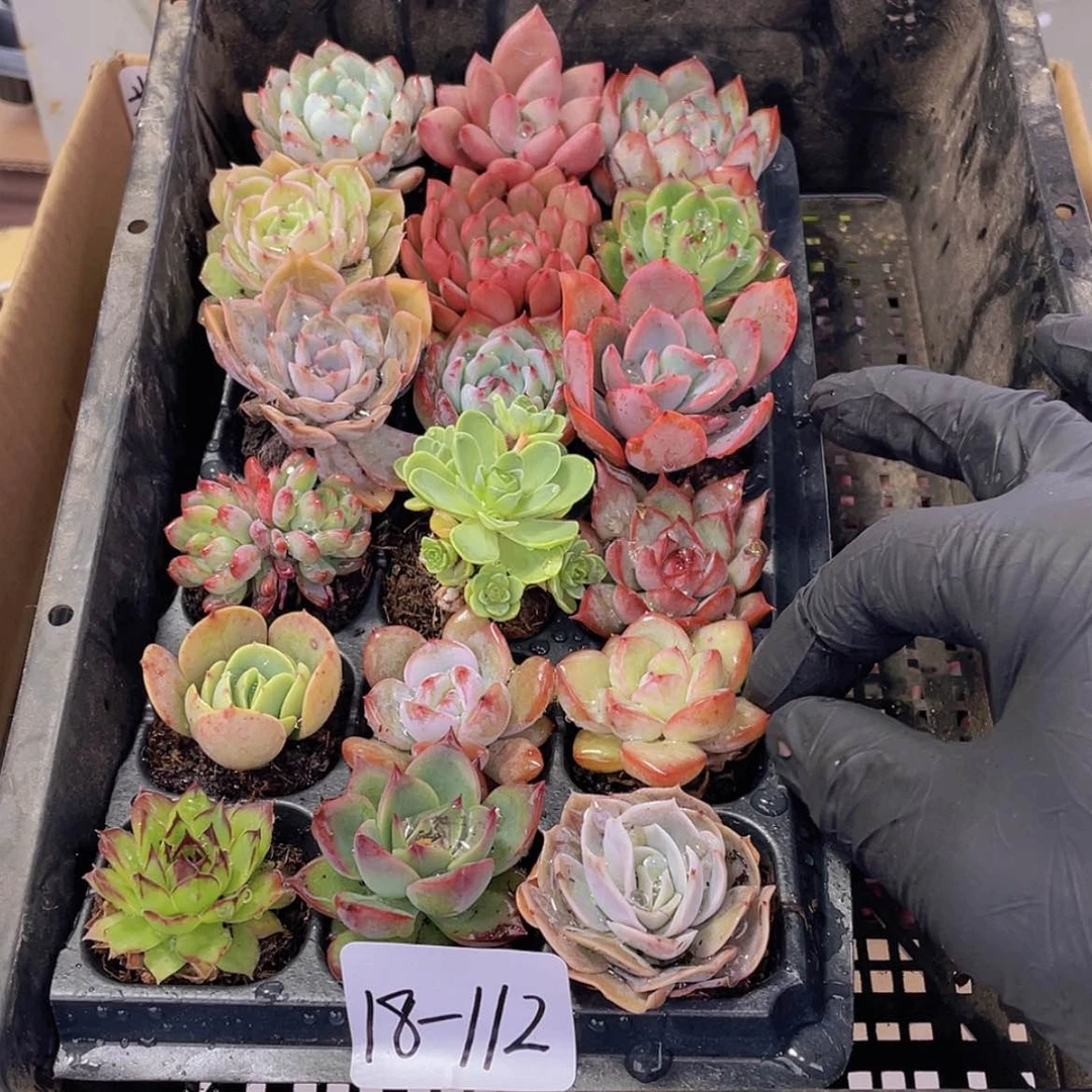 【闪购商品】18颗-112