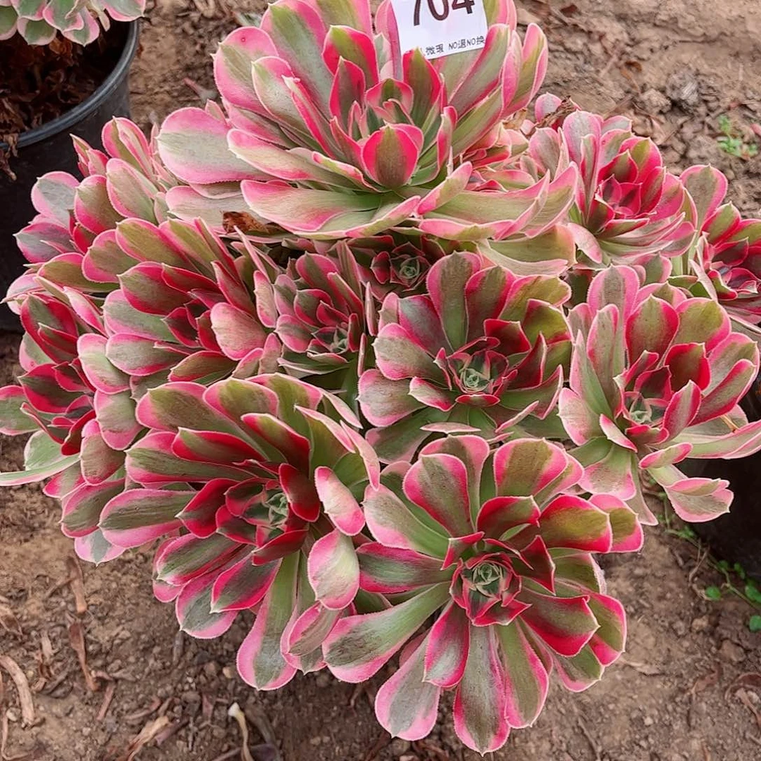 无花朵多肉植物704