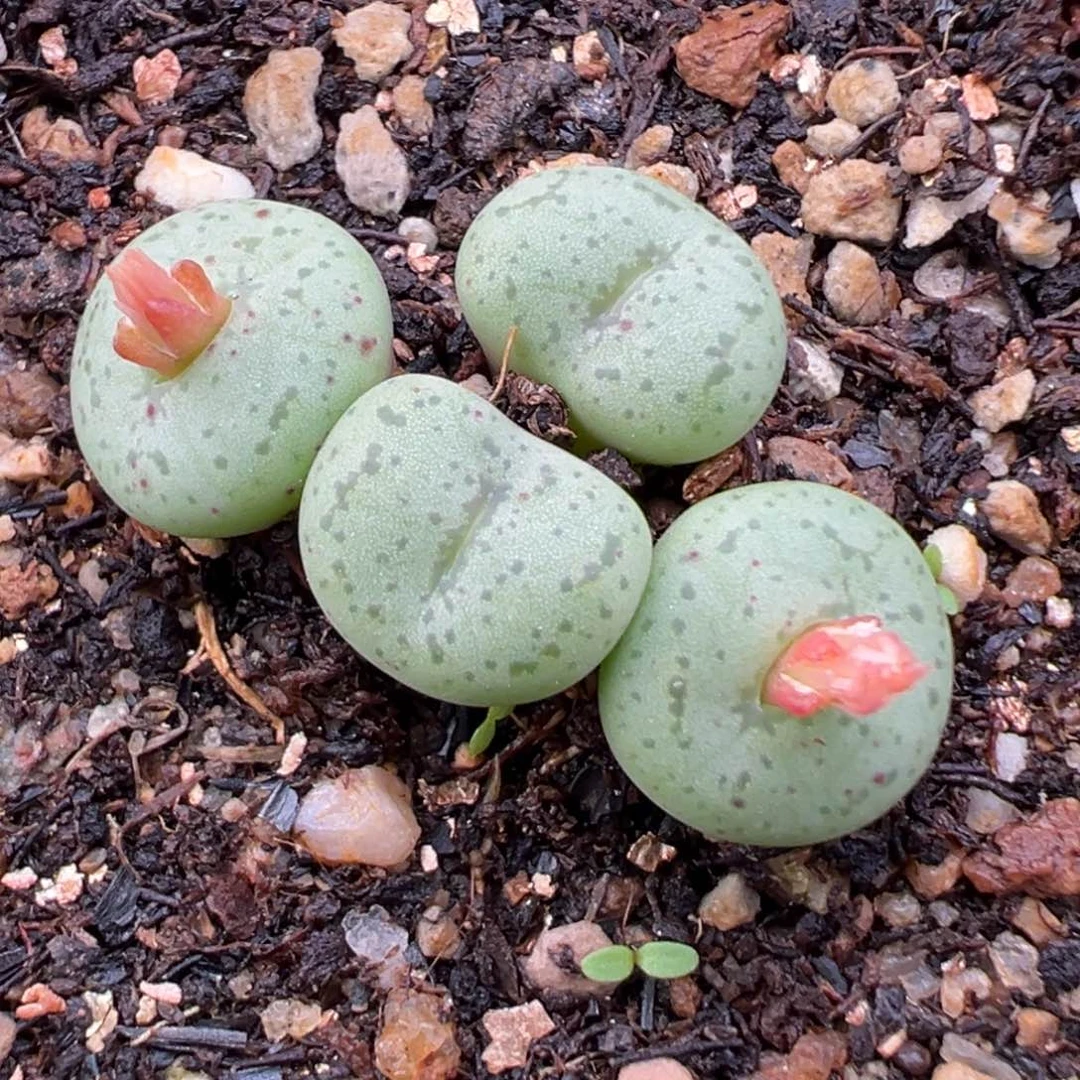 10.25好看的多肉脱土发货530