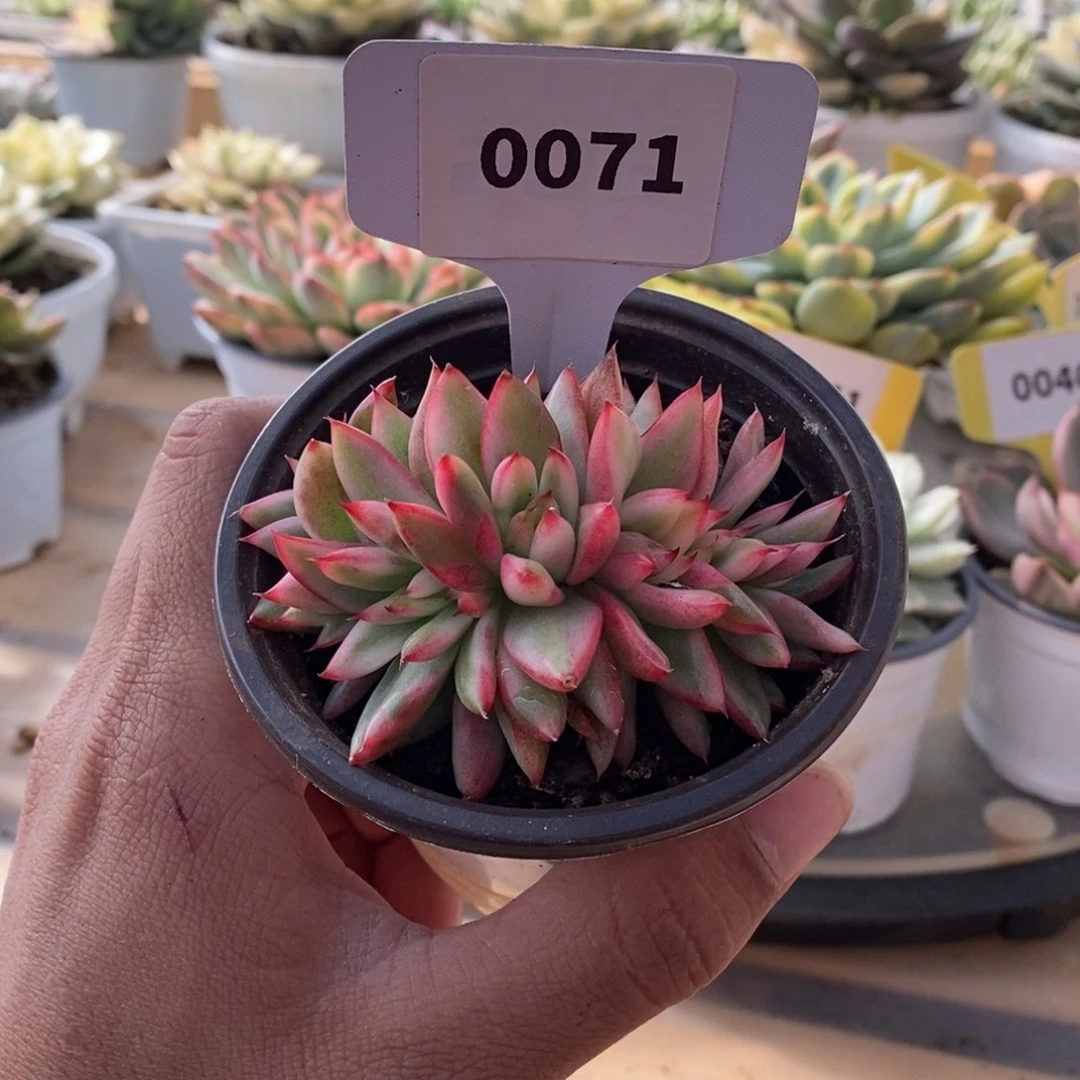 0071东元杂哈哈哈