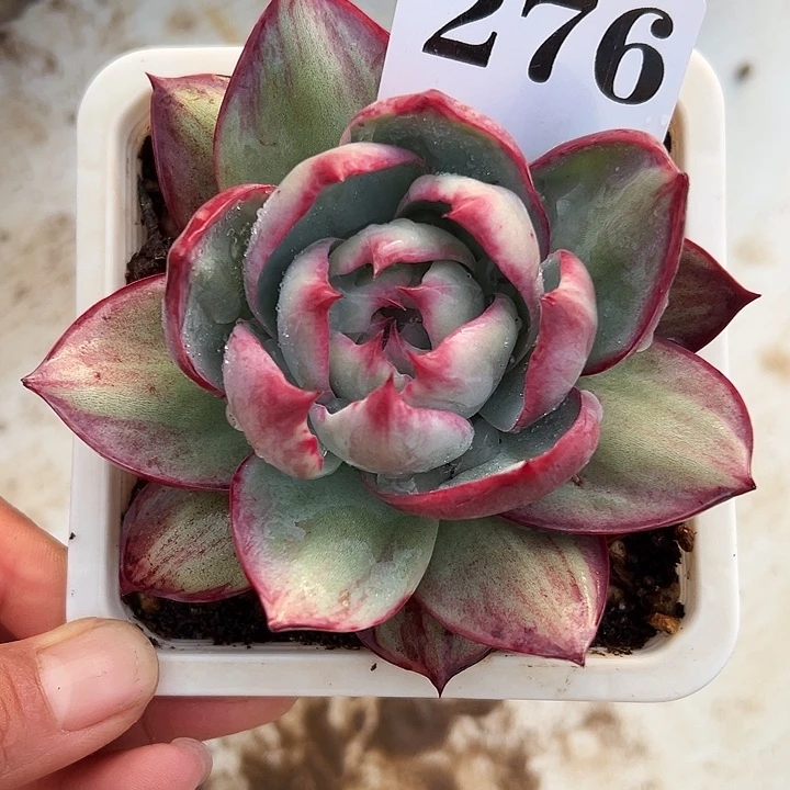 z***Z惊鸿惊鸿惊鸿276叶展276默认裸根发货