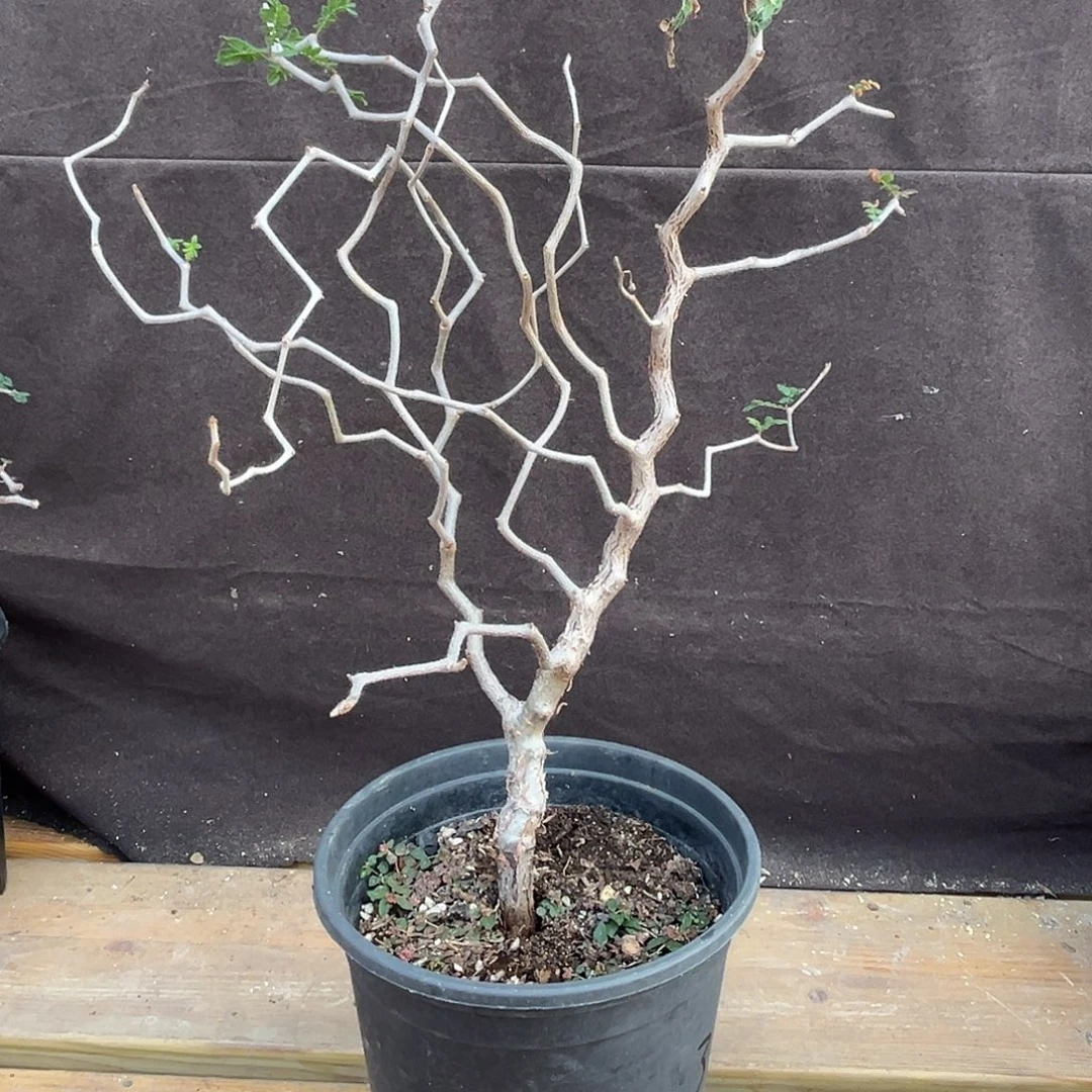 汤圆植物有产地风格