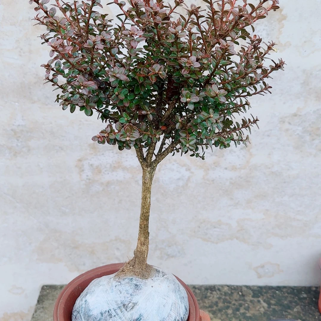 完全开放珍珠黄杨