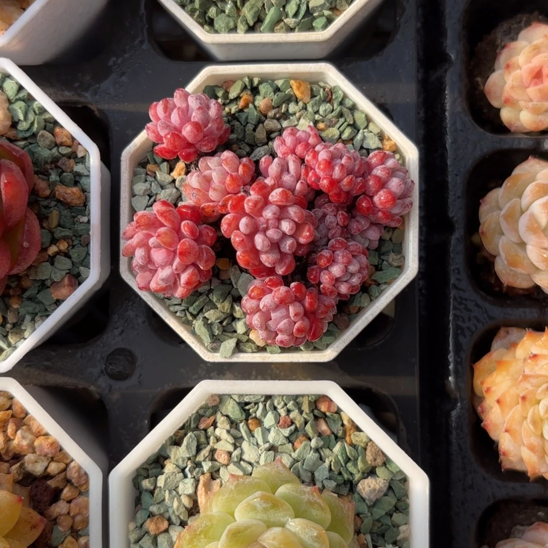 葡萄小群一物一拍