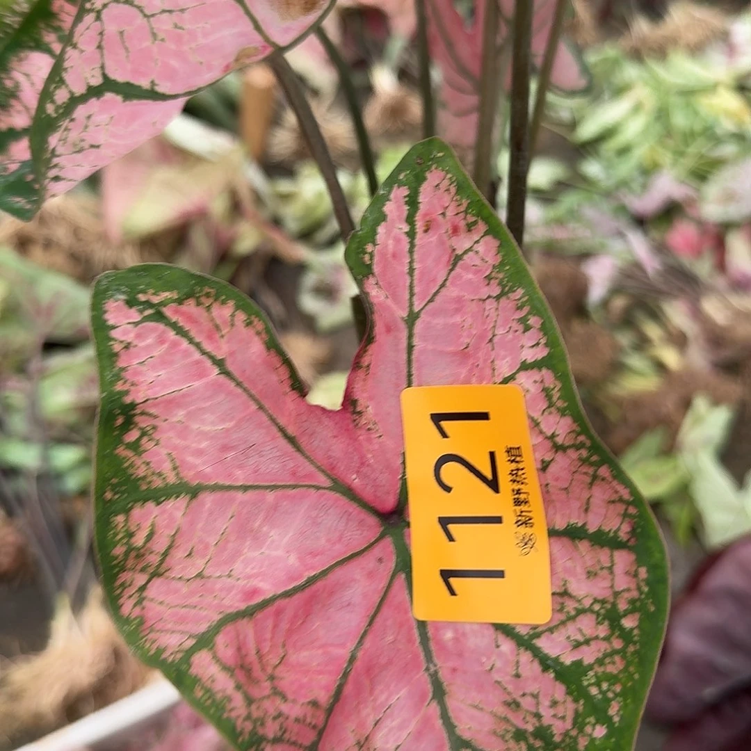 一***一完全开放1121粉飞裸球不售后