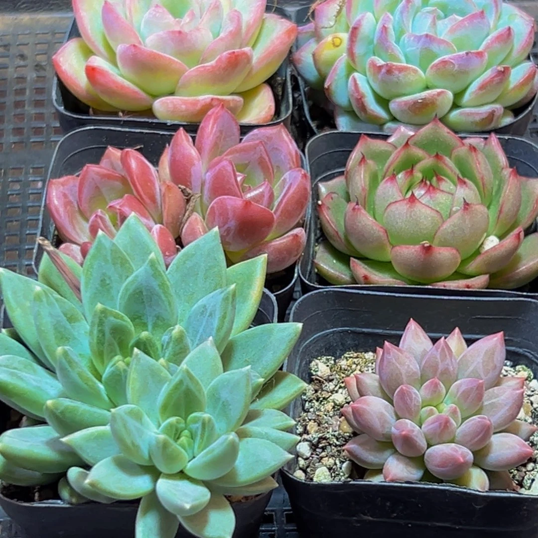 871多肉的小龙虾和一个小