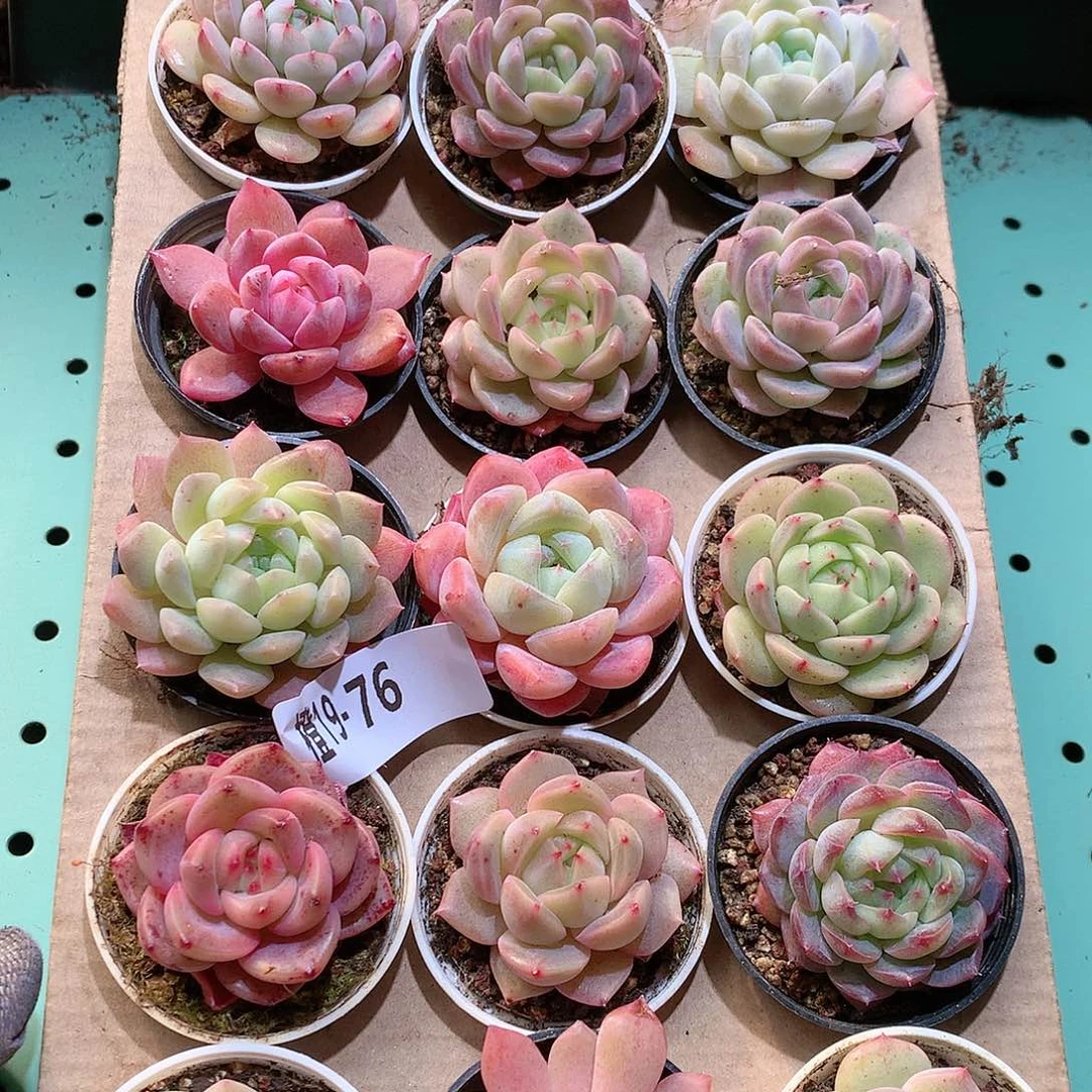 19-76一物一拍带盆18颗。