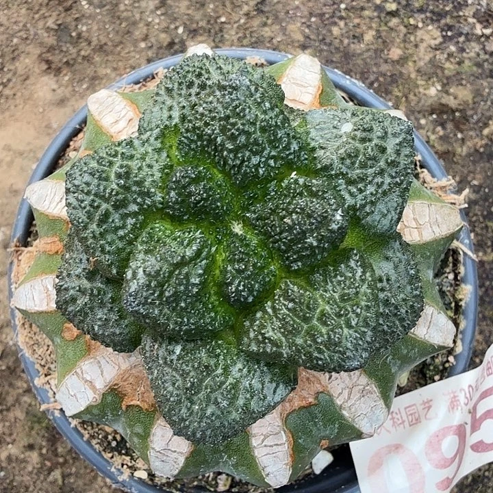 无花朵095无毛细密尤哥斯拉东四