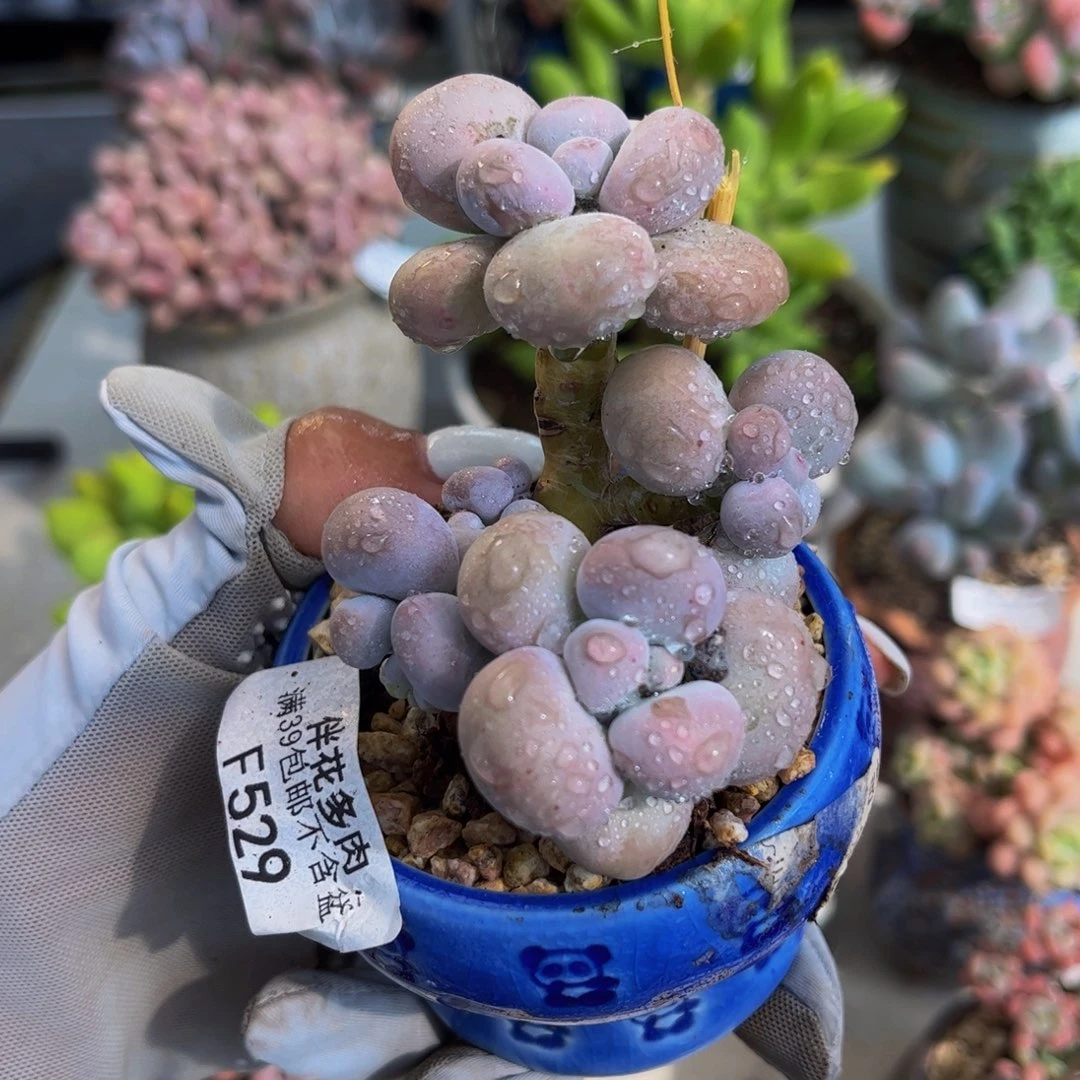 529-芭比奶多肉6cm