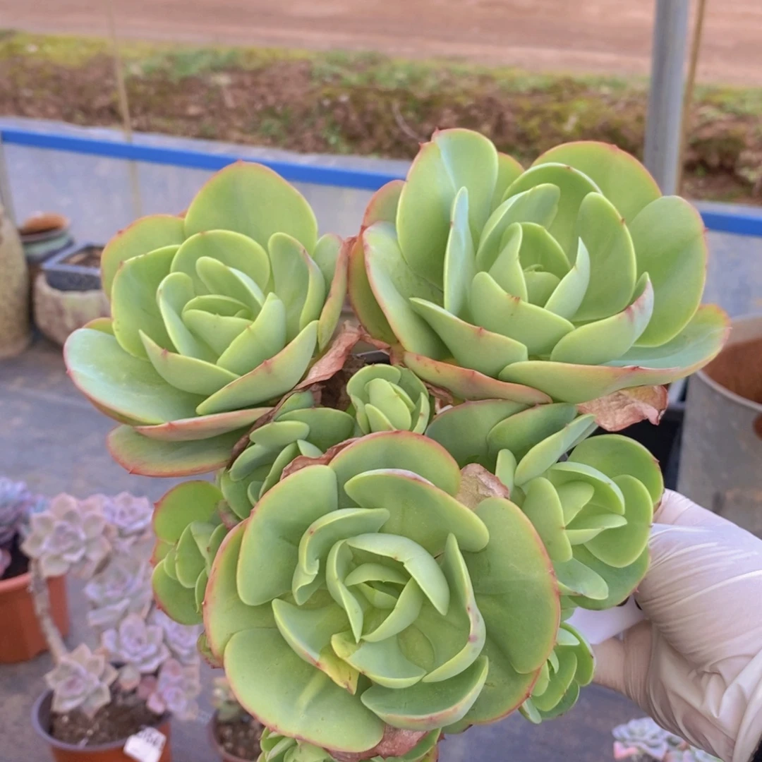 6996碧桃缀化一物一拍