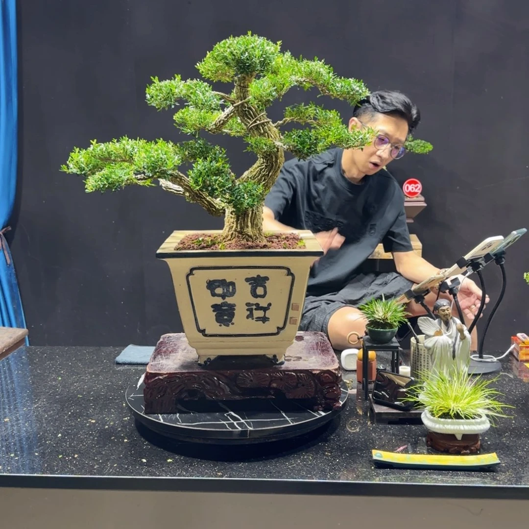 菱***麒无花朵补差价黄杨室内室外盆景艺术