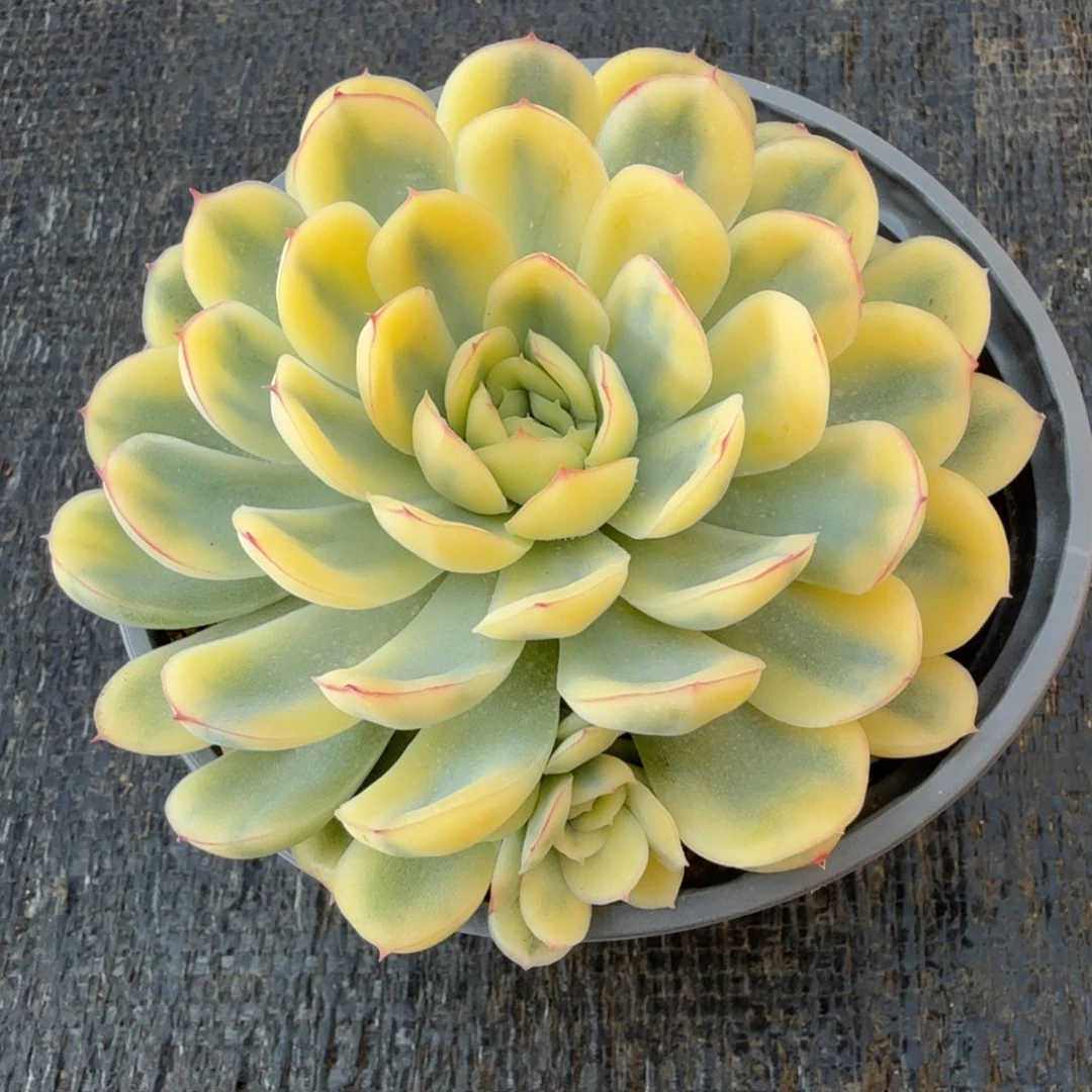 草莓冰锦锦上园艺一物一拍