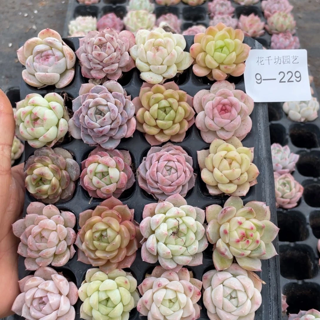 一物一拍20颗小苗9-229