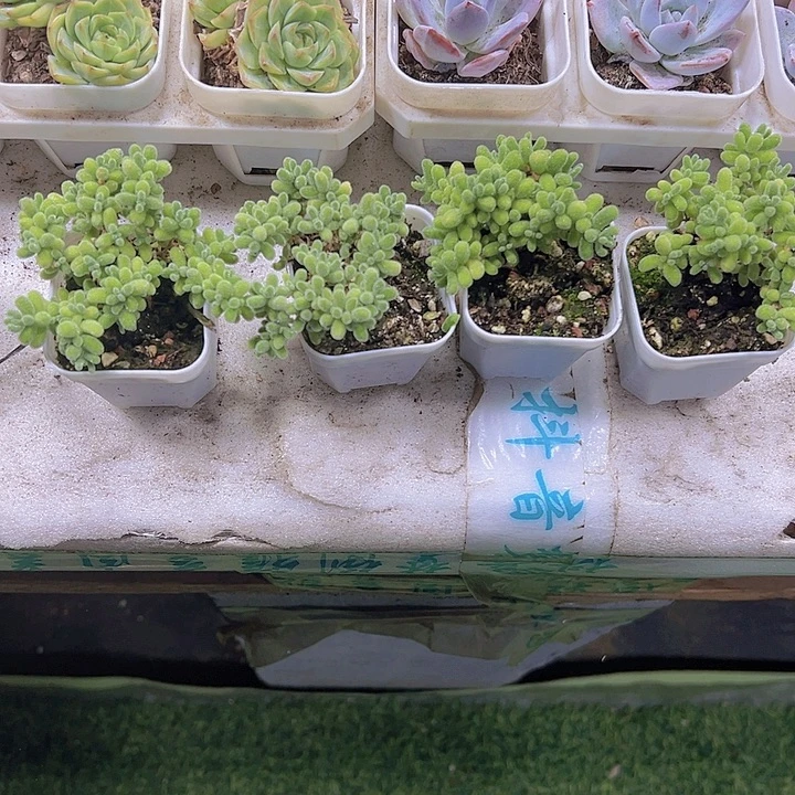 冰晶枝干19包邮多肉植物